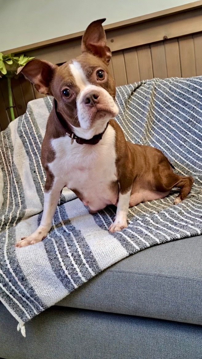 Stella